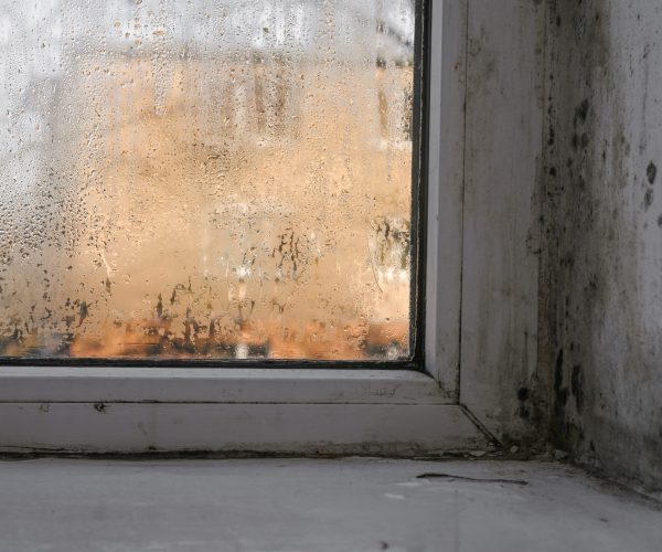 mold and mildew appear on a wet window