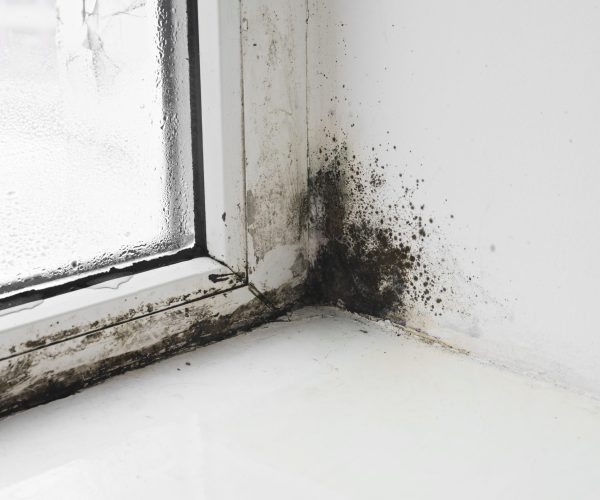 The damp and mold in the wall next to window